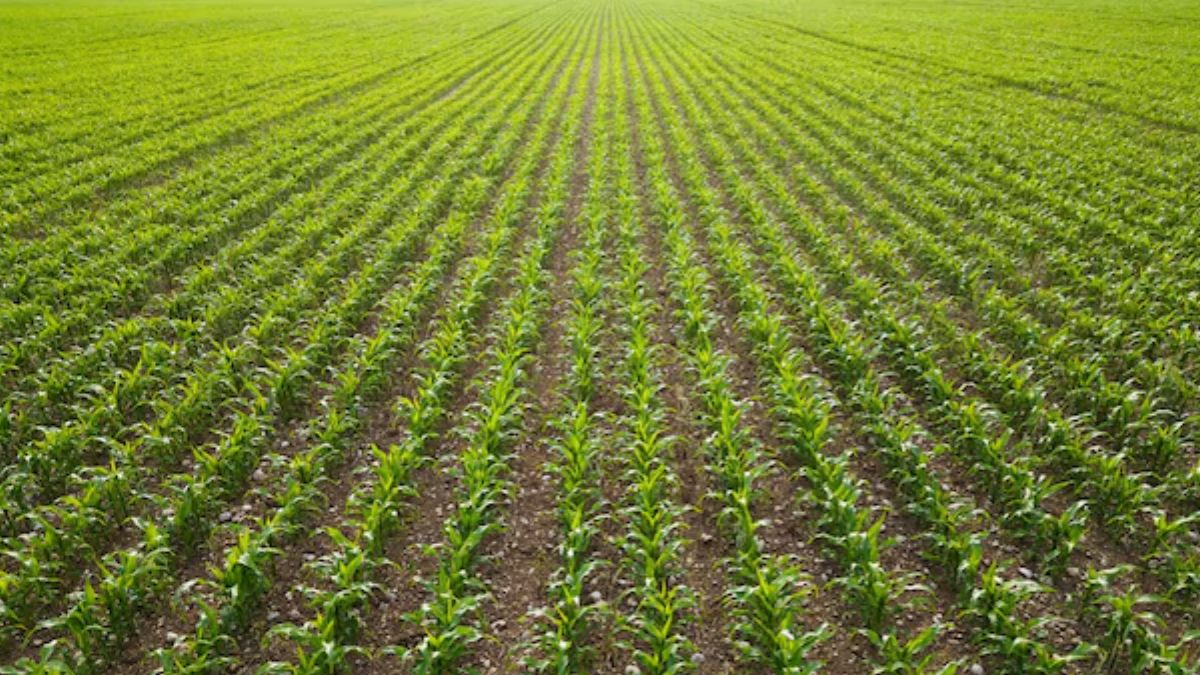 Plantação jovem crescendo em solo fértil para gerar créditos de carbono na agricultura de forma natural.