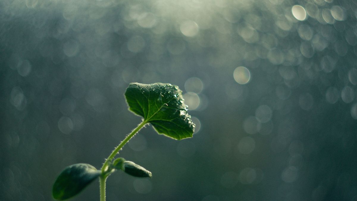 Broto de soja recebendo chuva, ilustrando como o El Niño ameaça o agronegócio na Bolsa