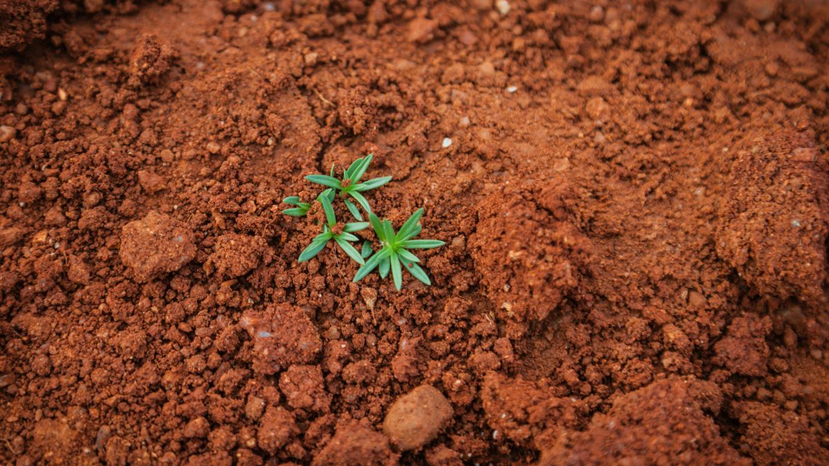 Solo de plantação seco para ilustrar os riscos do impacto do El Niño na inflação de alimentos