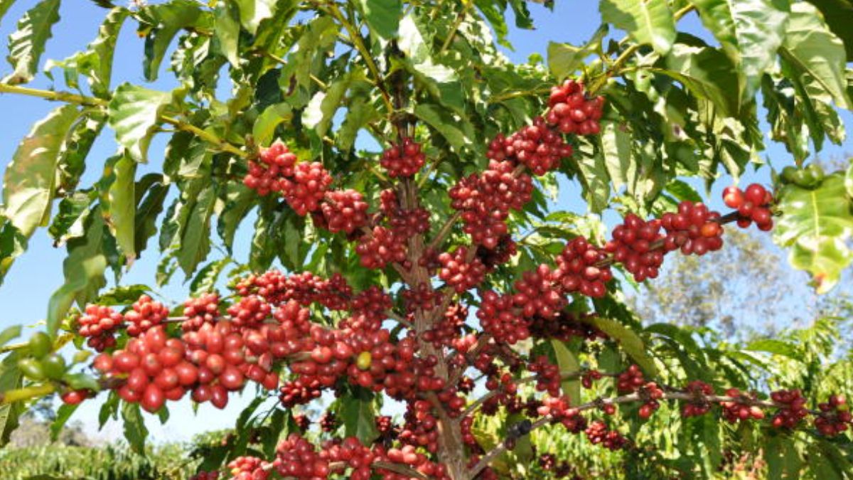 Plantação de café, simbolizando o impacto no El Niño no custo de energia e as perdas na safra de café