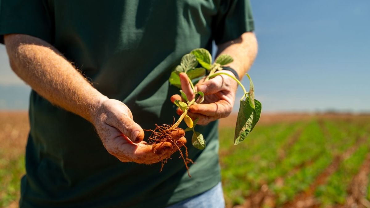 Muda de soja para ilustrar a regulamentação da Lei dos Bioinsumos no agronegócio