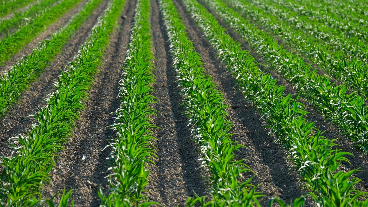 Campo de agricultura, simbolizando a votação das dívidas rurais na Câmara