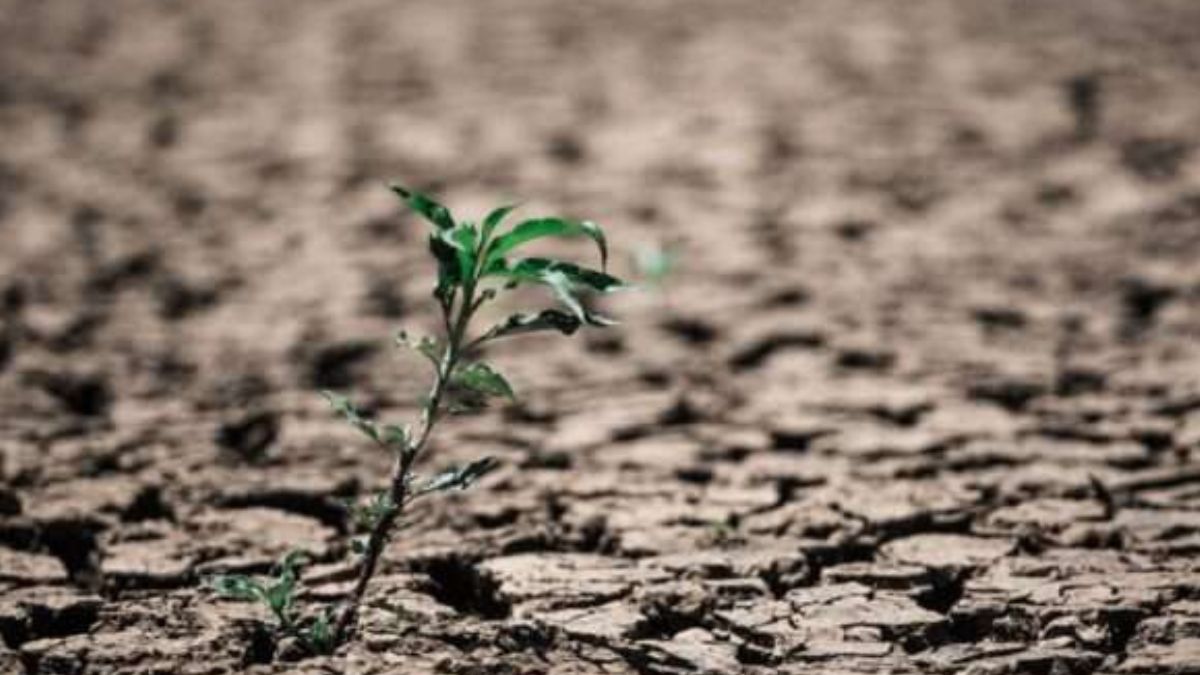 O retorno do El Niño e o impacto no setor de alimentos