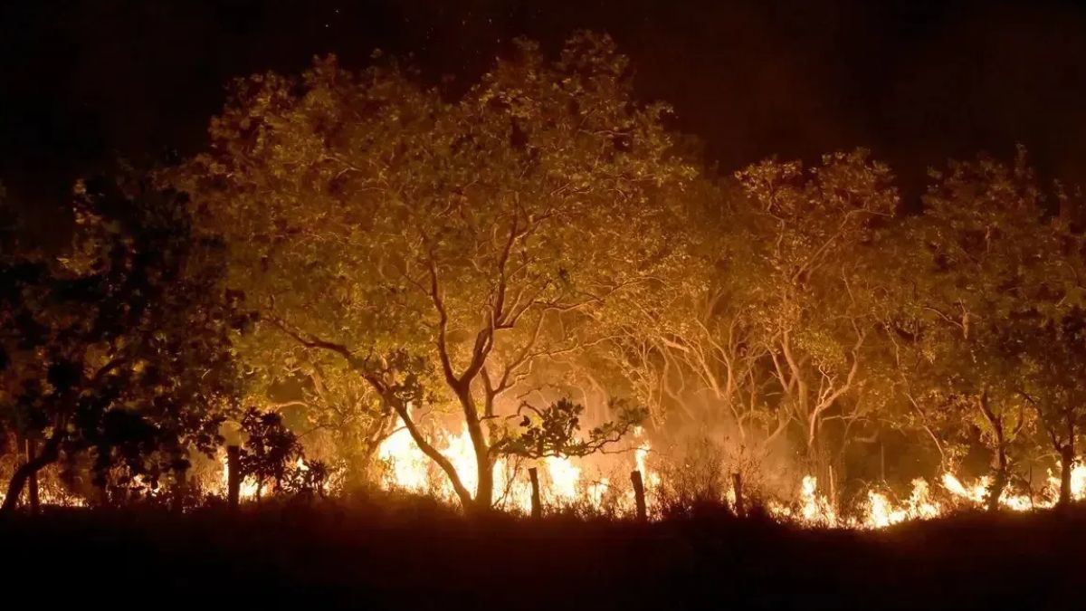 Floresta em chamas, representando os incêndios criminosos na Amazônia, que reacendem alerta no mercado financeiro